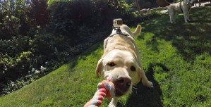 Fetch и камера GoPro позволят взглянуть на мир глазами собаки