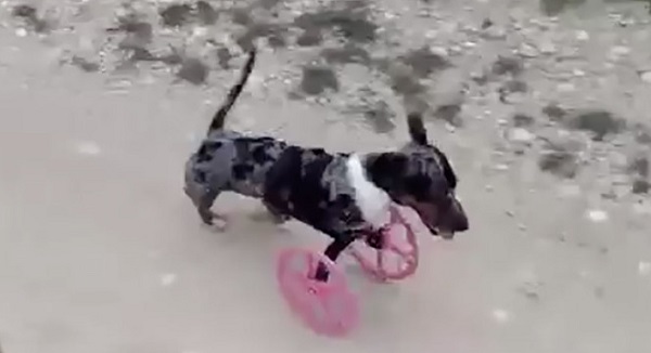3D wheel dog