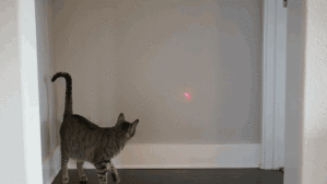Убойная игрушка для кошек — умный лазер Obi