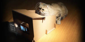 CatFi Box — самая доступная умная кормушка для кошек
