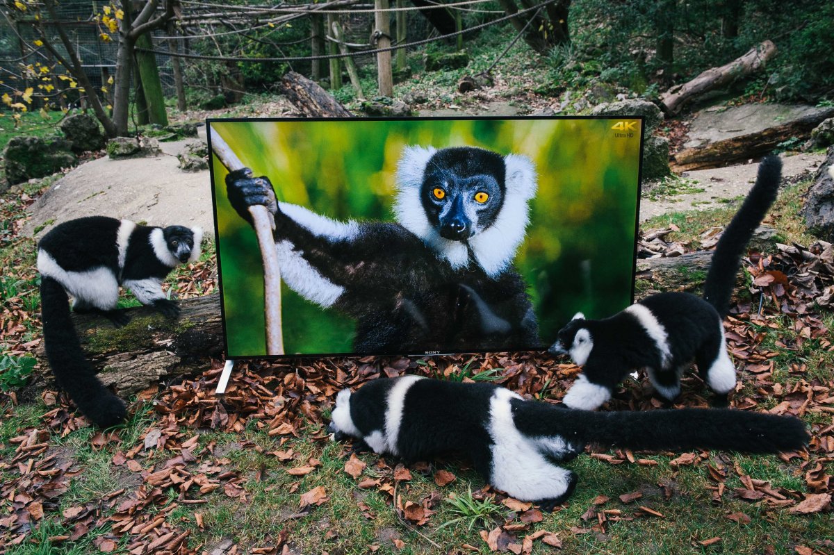 the-port-lympne-reserve-introduced-sony-bravia-4k-tvs-into-lemur-and-langur-enclosures-this-week-the-images-are-four-times-the-clarity-of-hd-tvs