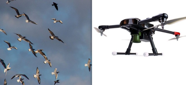 1280x700xbirdx-drones-pest-birds.jpg.pagespeed.ic.3MF-fZqD7H