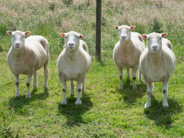 nottingham-dollies-sheep-1