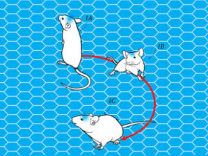 Нейроученые беспроводным способом контролируют бег мышей