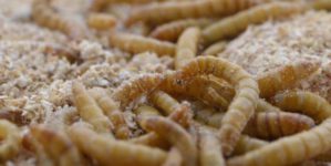 Корм для животных из червей от Ynsect